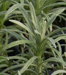 Helichrysum italicum Curry Plant