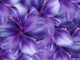 Purple flowers add vibrant color to a garden. Different Kinds Of Purple Flower Names To Put Into Your Garden Floraqueen