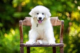 great pyrenees big dogs are