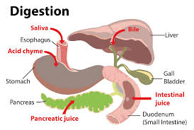 digestion in the small intestine