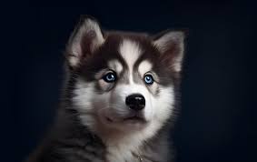 page 2 pomsky images free