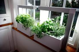 How To Grow Herbs Growing Herb Tips