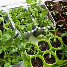 12 ideas for growing vegetables indoors