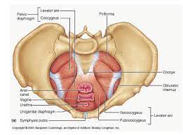 what is your pelvic floor female
