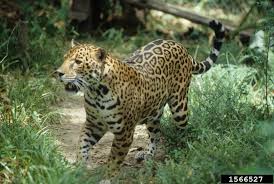 Jaguar Panthera Onca Natureworks