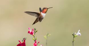Dazzling Rufous Hummingbird Threatened