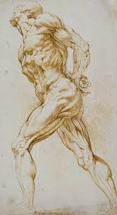 We think this is the most useful anatomy picture that. Chest Muscles Drawings Fine Art America