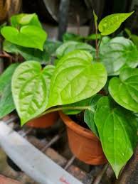 affordable betel plant