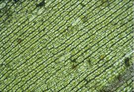 elodea leaf cells 100x by s s