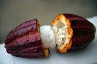 Image result for what fruits are native to peru