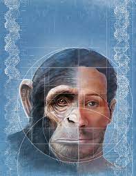 human chimpanzee differences