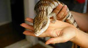 skinks as pets everything you need to