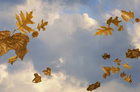 Image result for wind blown leaves