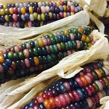 30 glass gem corn seeds rare indian