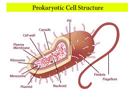 prokaryotes vs eukaryotes what s the