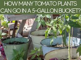 tomato plants in a square foot garden