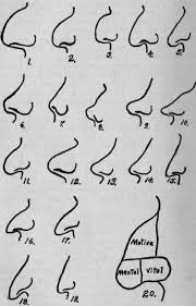 Different Nose Shapes Expressed By Head Nose Eyes