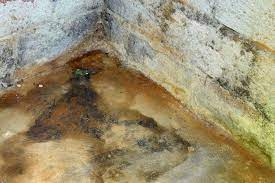 Difference Between Mold And Mildew