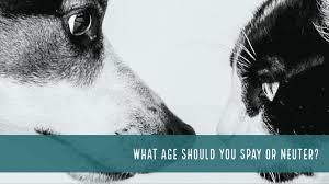 Before receiving general anesthesia, your pet is given a shot of a male dog neuter is generally five to twenty minutes, depending on his age and size at the time of neuter. Do You Know What Age To Have Your Pet Spayed Or Neutered