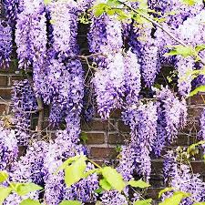 They grow best in warm climates (zones 9b to 11 in the us), in a spot that receives full sun for most of the day. Purple Wisteria Vines For Sale Fastgrowingtrees Com