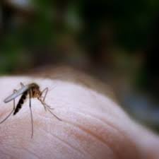 Resultado de imagen de pastillas mosquitos