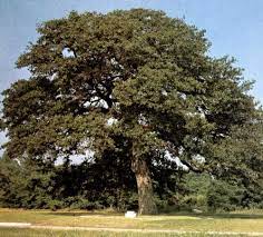 bell county charter oak