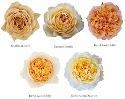 varieties of golden garden roses