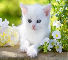 baby, Kitty, Blue, Eyes, White, Cute ...