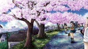 Cherry blossom digital wallpaper, low angle view, beauty in nature. Anime Cherry Blossom Wallpapers Top Free Anime Cherry Blossom Backgrounds Wallpaperaccess