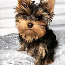 When searching for a genuine pedigree yorkshire terrier, you will see a lot of price options available to you. Jane Golden Pet Breeders
