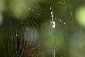 natural spider repellent 8 ways to