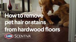 stains from hardwood floors clorox