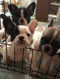 Callahan french bulldogs, columbus, ohio. Black And White French Bulldogs For Sale For Sale In Lima Ohio Classified Americanlisted Com