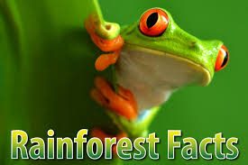 rainforest facts for kids the