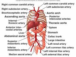 Abdominal Artery Diagram Blood Flow Is Distributed To Body