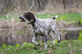 german shorthaired pointer breed guide