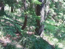 Image result for trees on moving hill bent at base