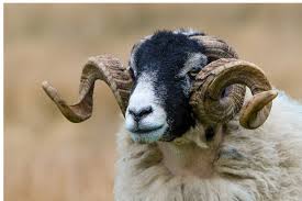 Native British Sheep Breeds And How To Recognise Them