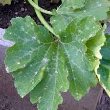 how to get rid of powdery mildew