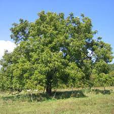 nut trees that grow in florida zones