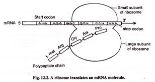 Protein Synthesis Translation With Diagram