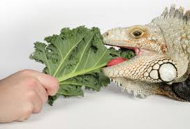 Pet Green Iguana Food Treats Diet Nutrition