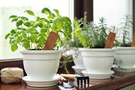 grow a thriving kitchen herb garden