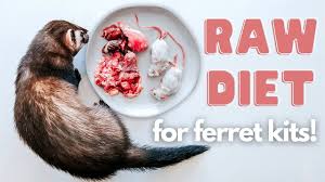raw feeding your baby ferret