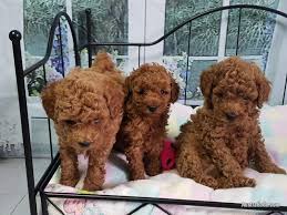 red toy poodle puppies available dogs