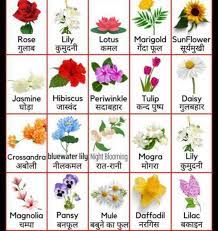 flower name hindi english sharechat