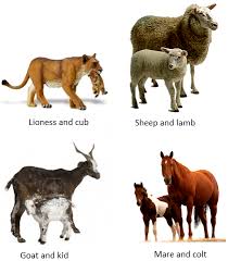 Animals And Their Babies Name Of Some Animals And Their