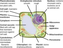 comparing plant cells lab manual for