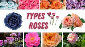 diffe types of roses types of