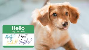 Cute Dog Names 101 Cute Dog Names For Your Sweet Dog In 2018